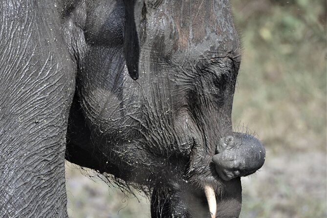 Udawalawe Elephant Safari: 3h Jeep Adventure (All Inclusive) - Service quality: punctual, caring, and built around making it easy
