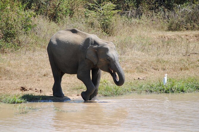 Udawalawe Elephant Safari: 3h Jeep Adventure (All Inclusive) - Who should book this Udawalawe elephant safari from Bentota
