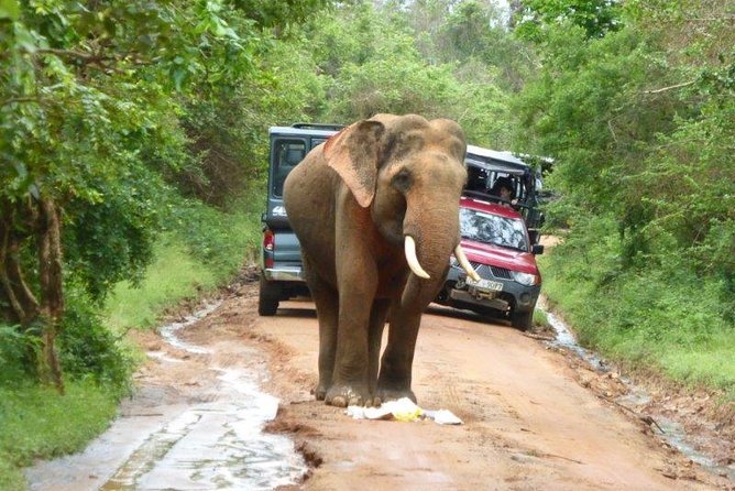 Udawalawe Elephant Safari: 3h Jeep Adventure (All Inclusive) - Should you book Udawalawe Elephant Safari with Shiran Travels and Tours?
