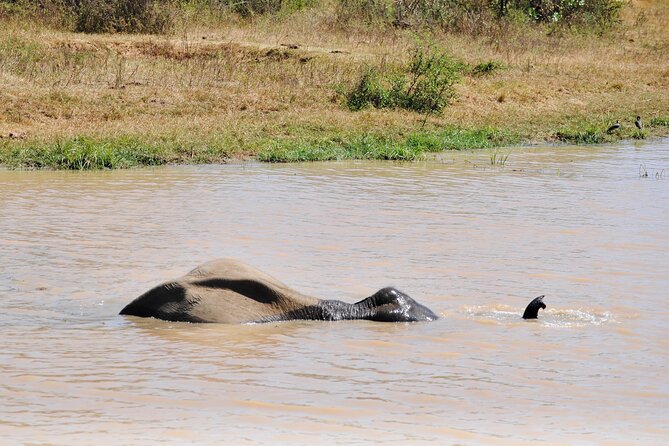 Udawalawe Elephant Safari: 3h Jeep Adventure (All Inclusive) - FAQ