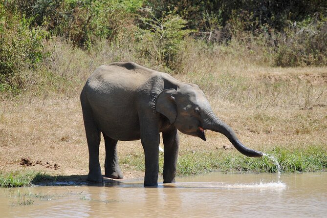 Udawalawe Elephant Safari: 3h Jeep Adventure (All Inclusive) - Udawalawe National Park jeep safari: elephants plus crocodiles and birds