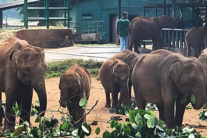 Udawalawe Elephant Safari and Orphanage Tour Shore Excursions - From Hambantota Port to Udawalawe: the timing you need for cruise days