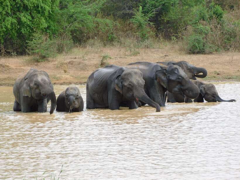 Udawalawe Elephants Safari Tour from Hambantota port - Quick Hits Before You Choose Udawalawe