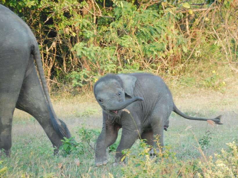 Udawalawe Elephants Safari Tour from Hambantota port - Why Udawalawe Works So Well for Elephant Watching