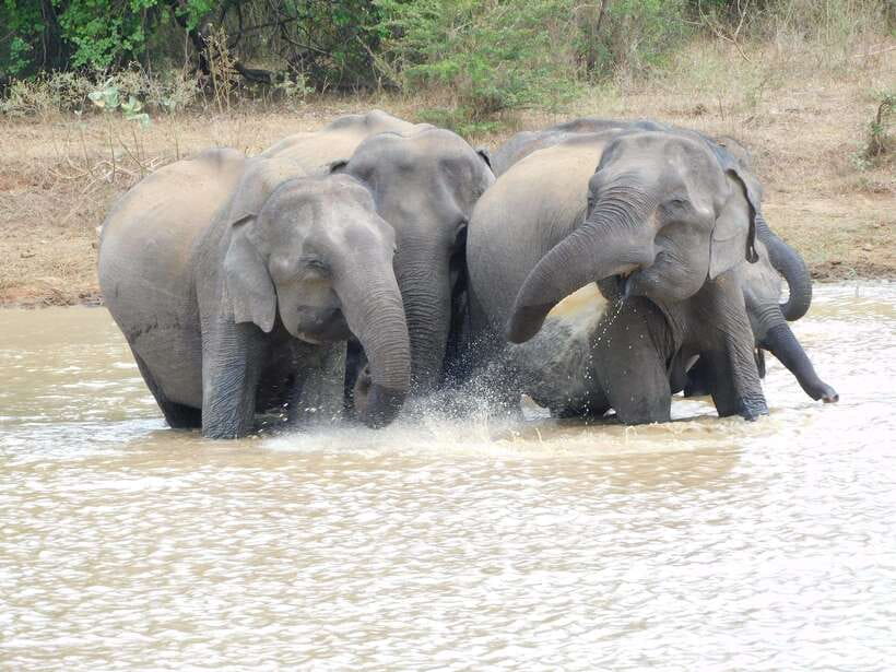 Udawalawe Elephants Safari Tour from Hambantota port - Luxurious Safari Jeeps and Small-Group Viewing