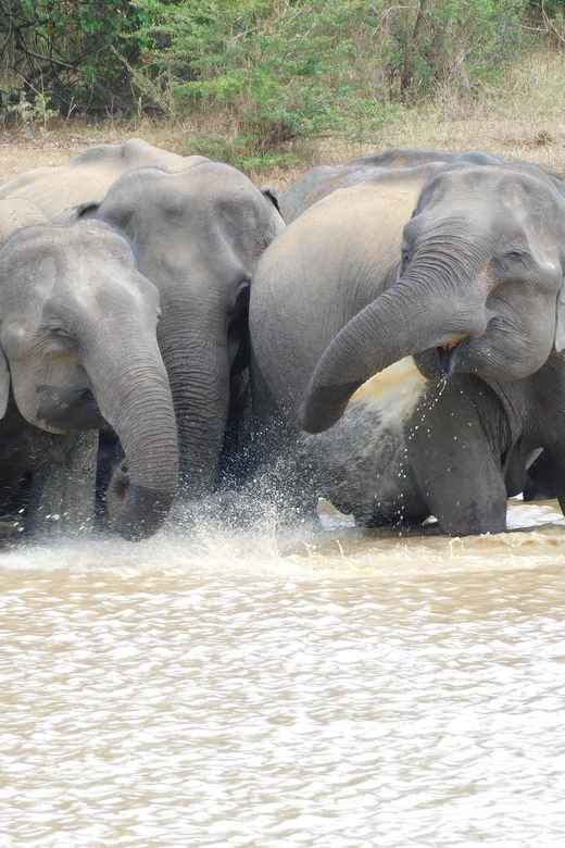 Udawalawe Elephants Safari Tour from Hambantota port - Elephant Orphanage Visit: Why It Adds More Than Time