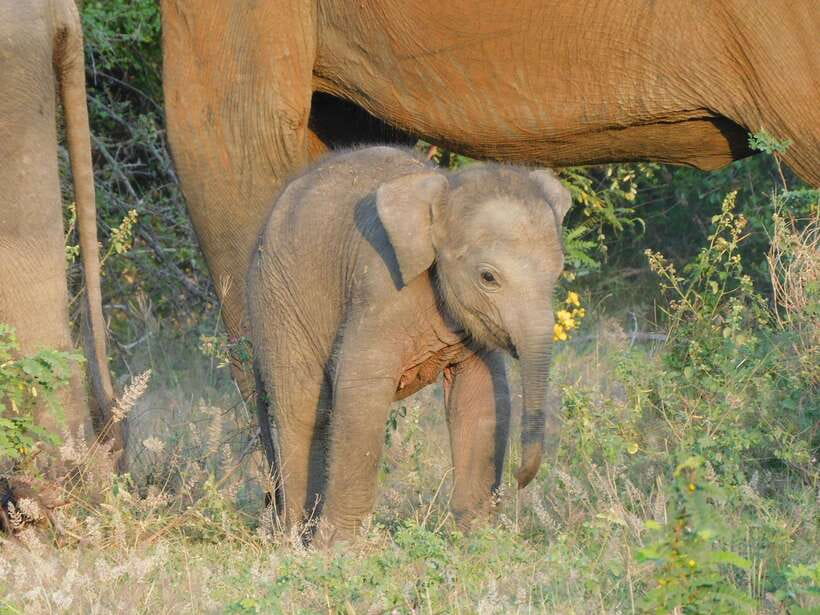 Udawalawe Elephants Safari Tour from Hambantota port - Hambantota Port Pickup: The Part That Should Feel Easy