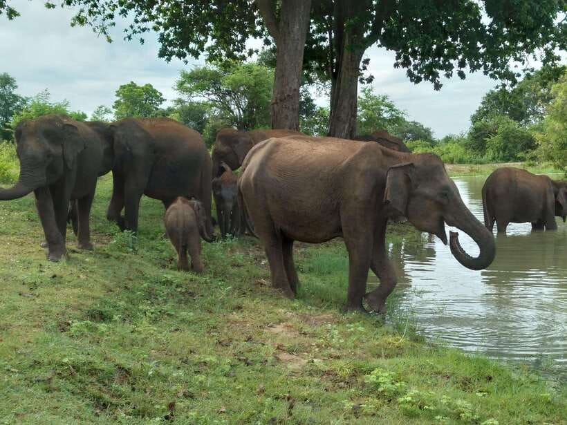 Udawalawe National Park: 4-Hour Safari Tour - Key things I’d watch for before you go
