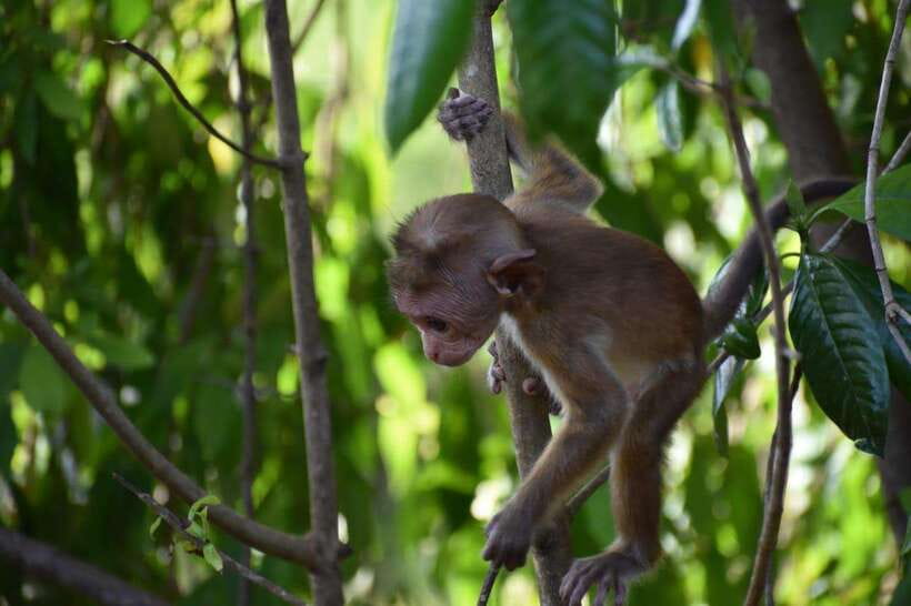 Udawalawe National Park: 4-Hour Safari Tour - Udawalawe Safari Basics: Private 4x4, 4 to 7 Hours, and the Real Goal