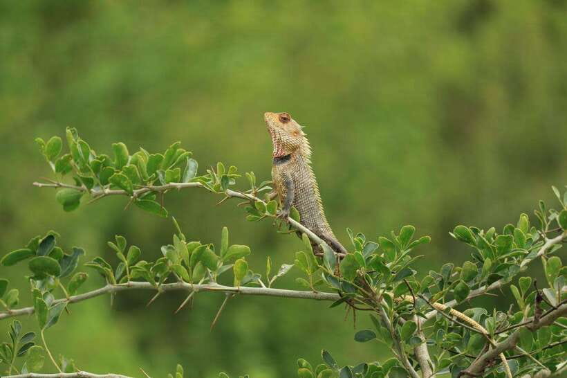 Udawalawe National Park: 4-Hour Safari Tour - Watching Birds Like a Pro: Endemics You Can Actually Name