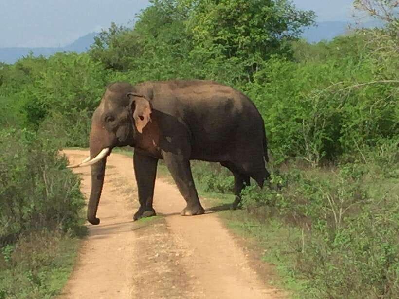 Udawalawe National Park: 4-Hour Safari Tour - Comfort and Safety on a Jeep Safari: What to Bring, What to Do