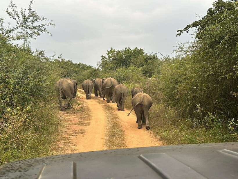 Udawalawe National Park: 4-Hour Safari Tour - Price and Value: Is $29 Worth It in Udawalawe?