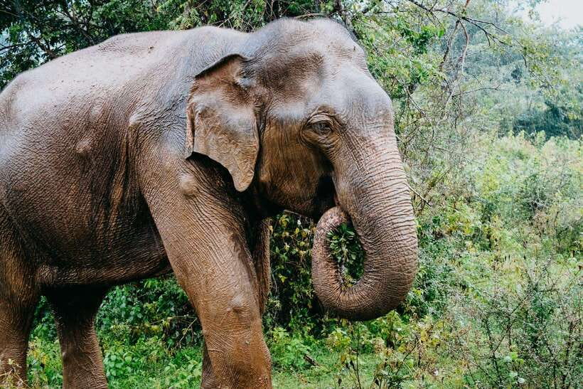 Udawalawe National Park: 4-Hour Safari Tour - Who This Safari Is Best For (and Who Should Skip It)