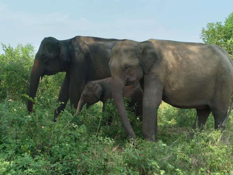 Udawalawe National Park: 4-Hour Safari Tour - Pickup to First Tracks: How You Start the Safari Right
