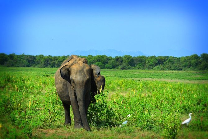 Udawalawe National Park 6-Hour Private Safari Tour - Inside the Park: How a 6-Hour Safari Plays Out