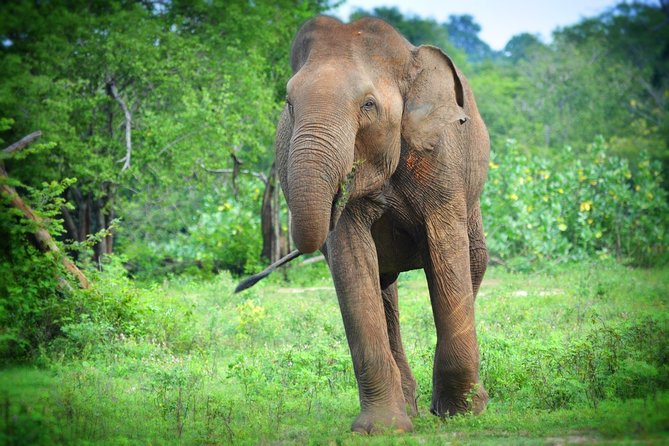 Udawalawe National Park 6-Hour Private Safari Tour - What You’re Likely to See: Elephants, Birds, and More