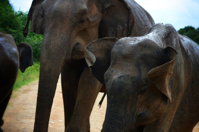 Udawalawe National Park 6-Hour Private Safari Tour - The Udawalawe Reservoir Stop and Why It’s Worth Your Time
