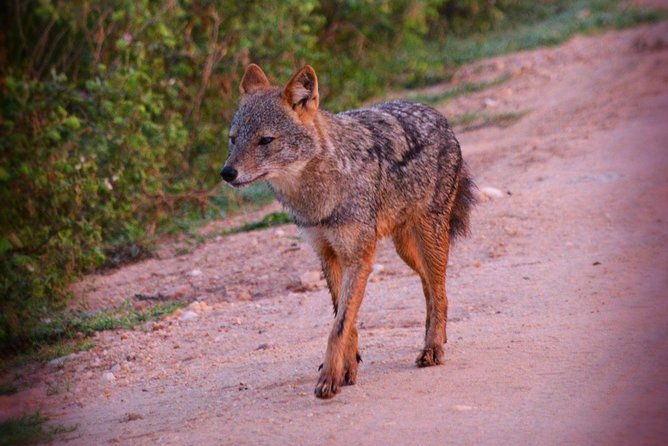 Udawalawe National Park 6-Hour Private Safari Tour - Price and Value: Is $55 a Good Deal for Private Time?