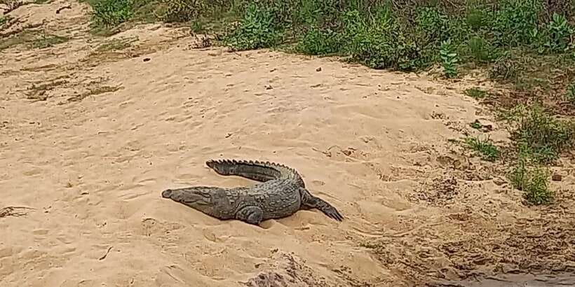 Udawalawe National Park - 7 Hours Private Safari tour - Key points before you go