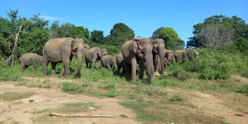 Udawalawe National Park - 7 Hours Private Safari tour - What you might see: elephants, crocs, buffalo, and birds