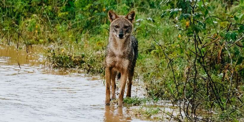 Udawalawe National Park - 7 Hours Private Safari tour - Price and value at about $53 per person