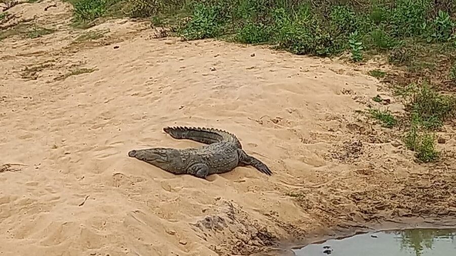 Udawalawe National Park - 7 Hours Private Safari tour - Who this Udawalawe private safari is best for