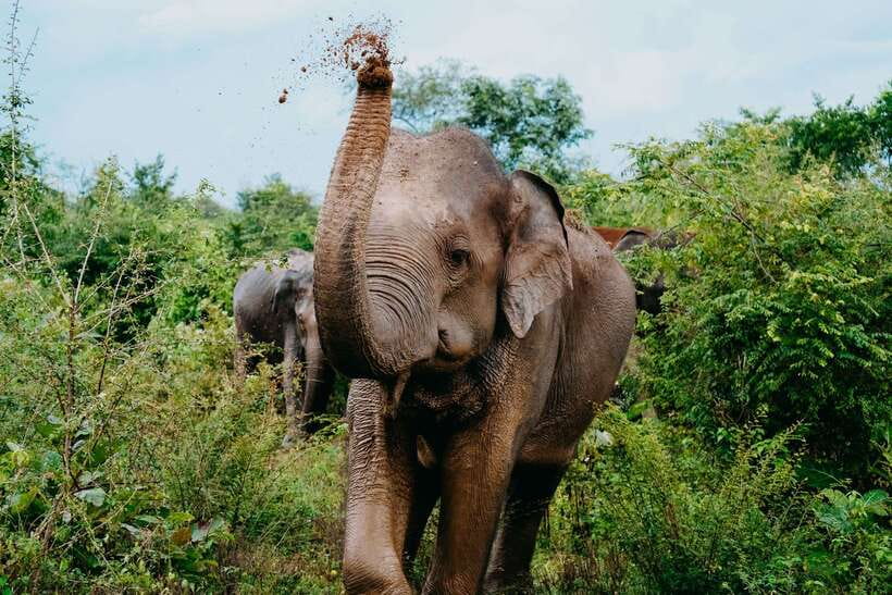 Udawalawe National Park: Elephant Safari with Expert Guide - Udawalawe National Park, where elephant herds actually roam