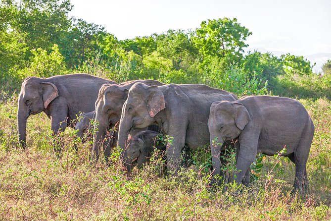 Udawalawe National Park Entrance Ticket with Private Safari - Udawalawe National Park: where the Walawe River drives sightings