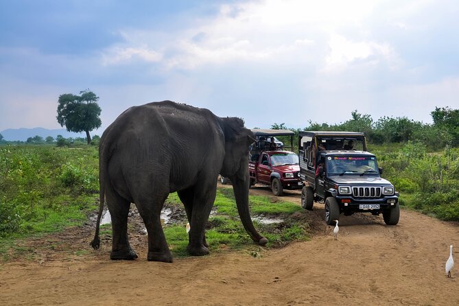 Udawalawe National Park Entrance Ticket with Private Safari - Price and value: what you pay for, and what to watch for