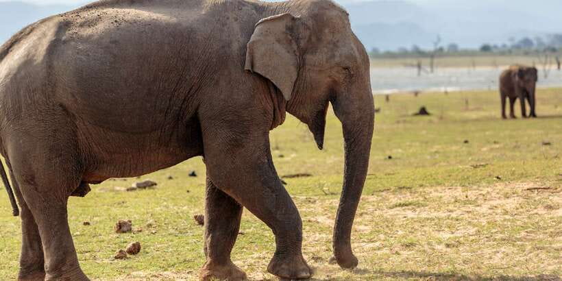 Udawalawe National Park Private Full-Day Safari - Key things to know before you go