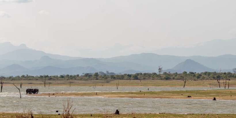 Udawalawe National Park Private Full-Day Safari - Udawalawe Reservoir: The real reason elephants show up