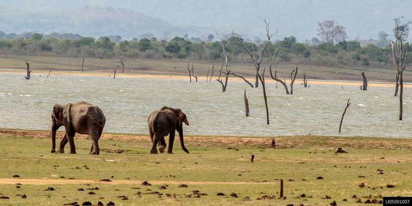 Udawalawe National Park Private Full-Day Safari - Should you book this private Udawalawe safari?