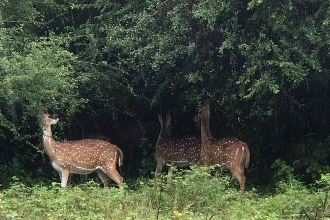 Udawalawe National Park Private Safari Tour - Udawalawe’s elephant focus, and why this park exists