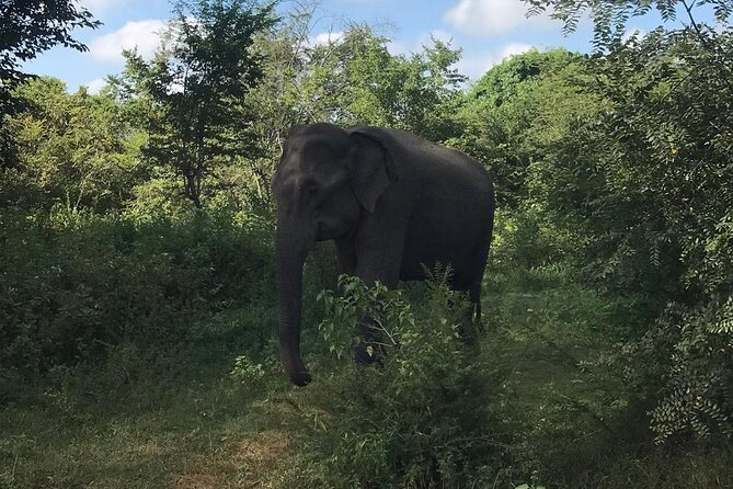 Udawalawe National Park Private Safari Tour - What you can realistically spot beyond elephants