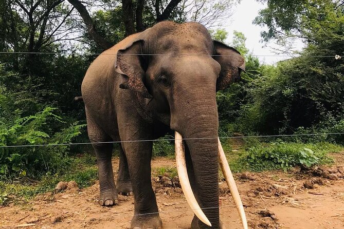 Udawalawe National Park Private Safari Tour - Why the guide makes or breaks Udawalawe