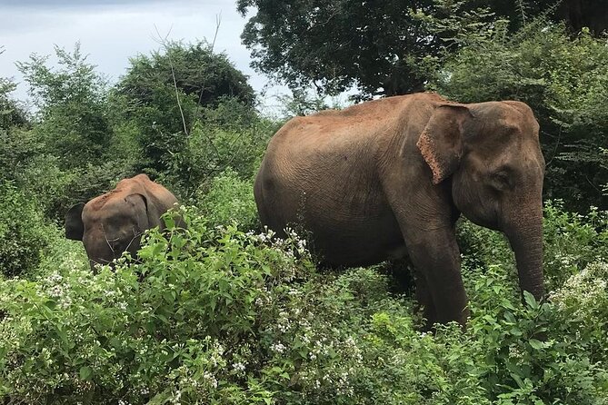 Udawalawe National Park Private Safari Tour - Getting the most from your 4-hour window (without rushing yourself)