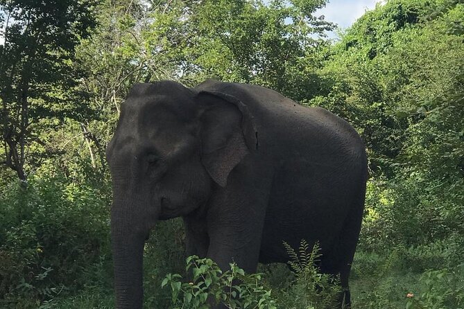 Udawalawe National Park Private Safari Tour - Practical logistics: where to meet and how the day wraps up