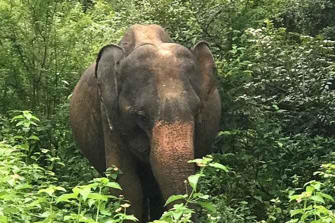 Udawalawe National Park Private Safari Tour - The 4-hour morning and evening safari schedule that actually works