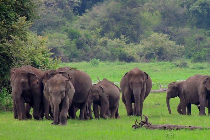 Udawalawe National Park Safari - Key Highlights You’ll Feel Fast