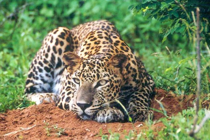 Udawalawe National Park Safari - Pickup, Where You Start, and How to Think About Time