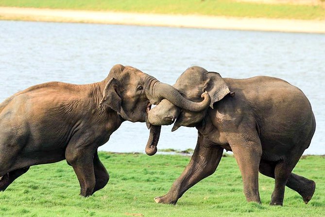 Udawalawe National Park Safari - Staying Safe While You Look Closely