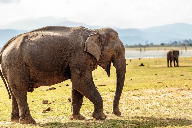 Udawalawe National Park Safari - What’s Included, What Costs Extra, and Why Value Is Fair