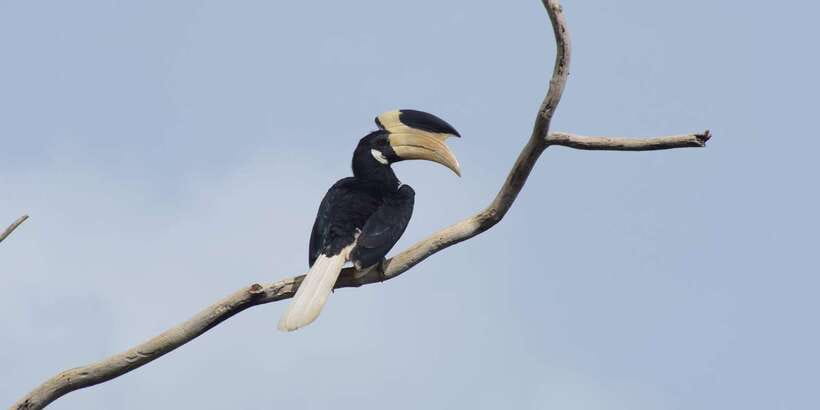 Udawalawe National Park Safari and Elephant Transit Home - Key highlights to look forward to