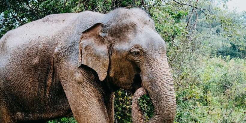 Udawalawe National Park Safari and Elephant Transit Home - What to expect during your day, from pickup to drop-off