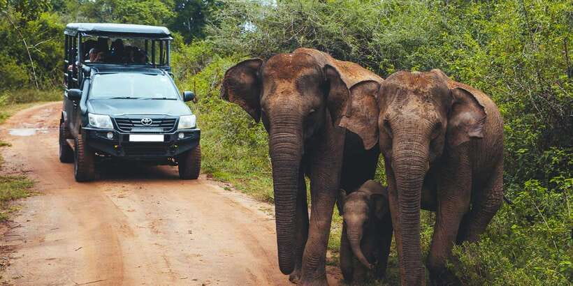 Udawalawe: National park safari & Elephant Transit Home Tour - Elephant Transit Home Tour: The Human Link to Wildlife