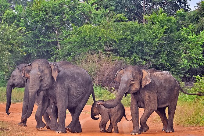 Udawalawe National Park Safari from Galle - Galle Hotel Pickup and the Air-Conditioned Ride That Makes This Work