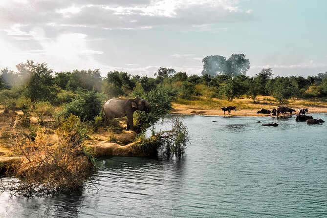 Udawalawe National Park Safari from Galle - The 11:30am Start, An 8-Hour Day, and How the Timing Fits Wildlife