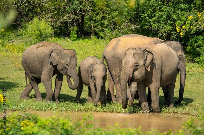 Udawalawe National Park Safari | From Hambantota Port - Key Highlights You’ll Actually Feel on the Day