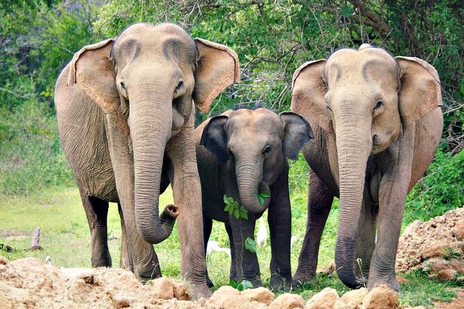 Udawalawe National Park Safari | From Hambantota Port - The 3-Hour Jeep Safari in Udawalawe: What You’re Set Up to See