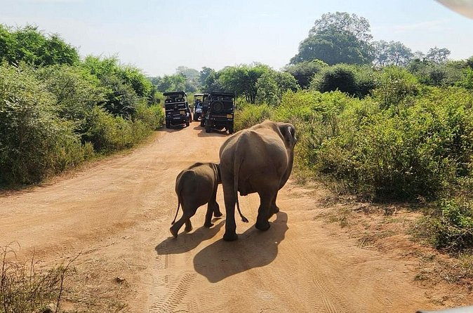 Udawalawe National Park Safari | From Hambantota Port - Who This Safari Suits Best